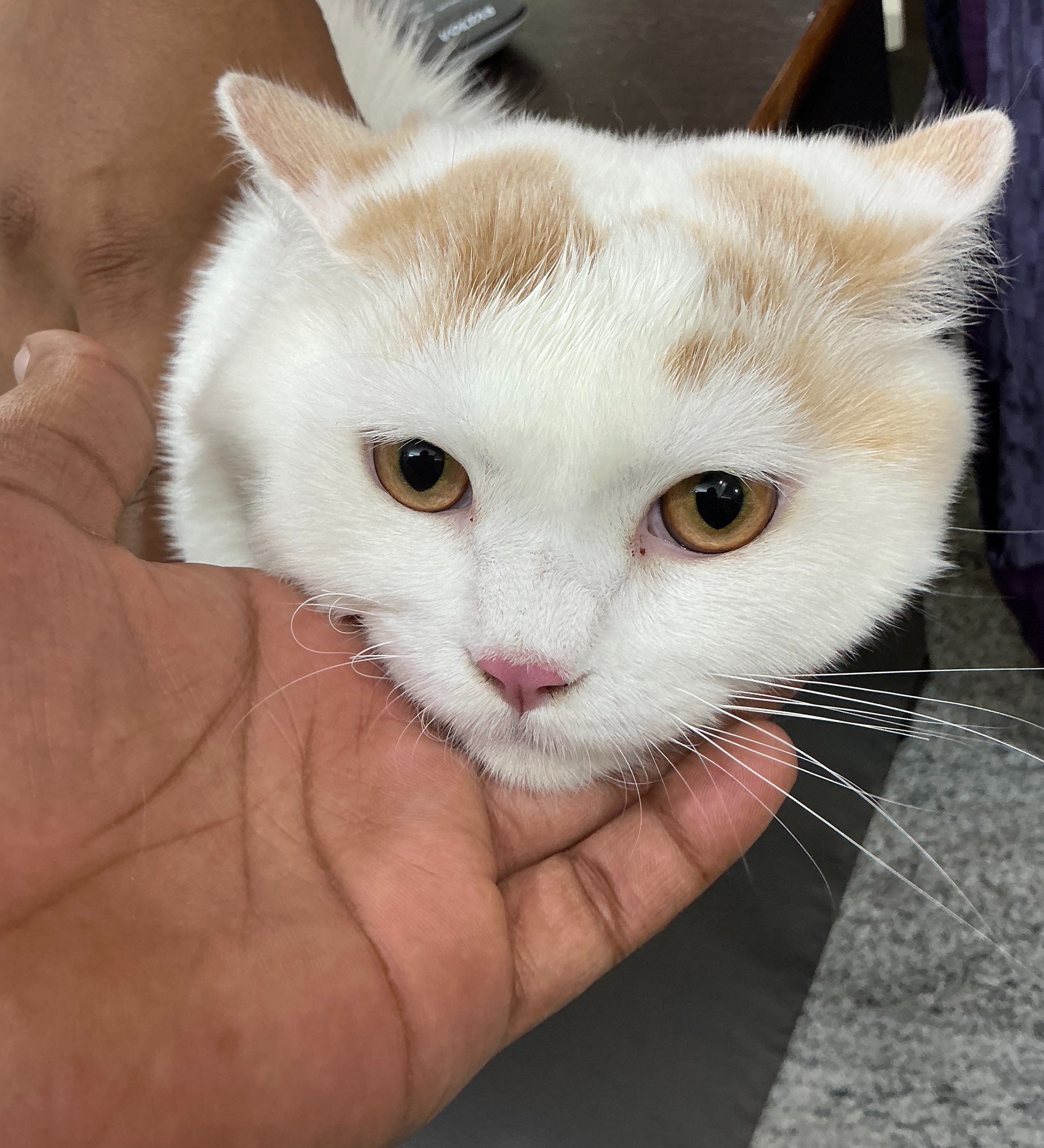 A calm cat being held gently by hand during a visit