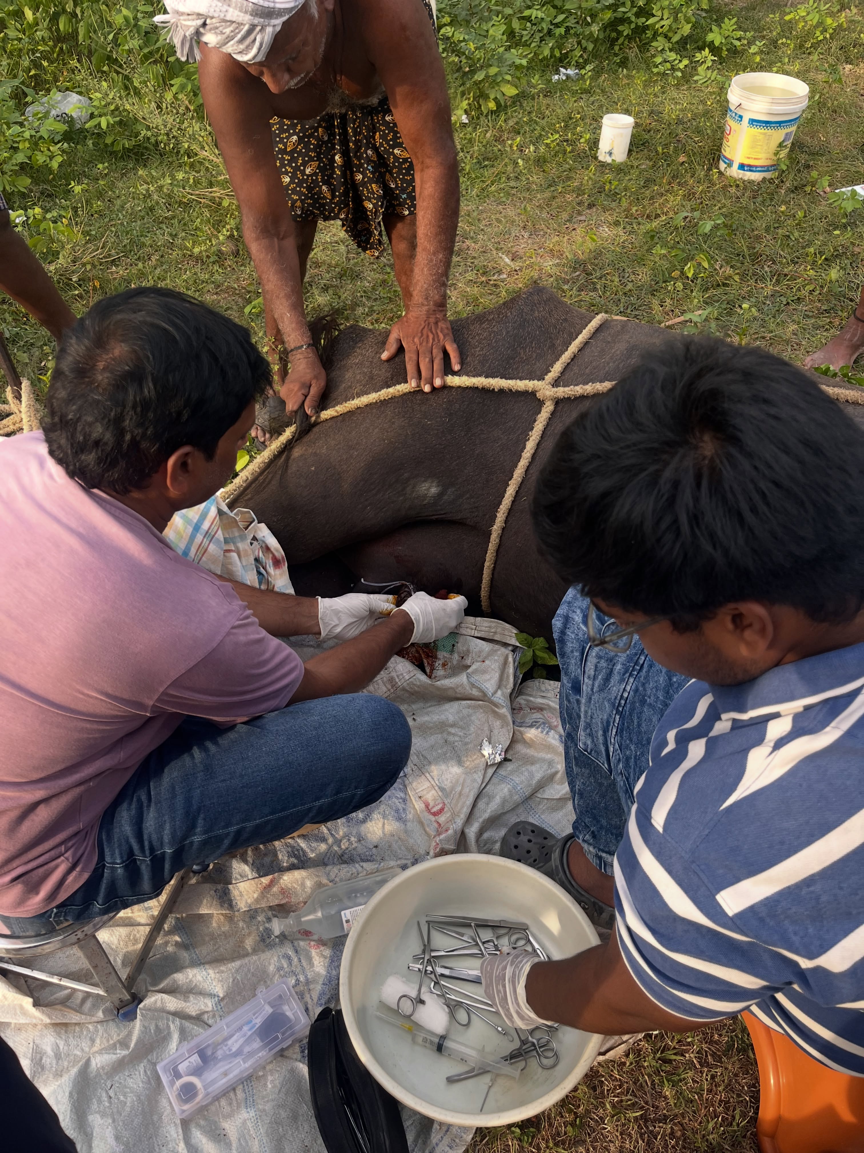 Field veterinary procedure on a buffalo, performed on-site for a local farmer near Vijayawada