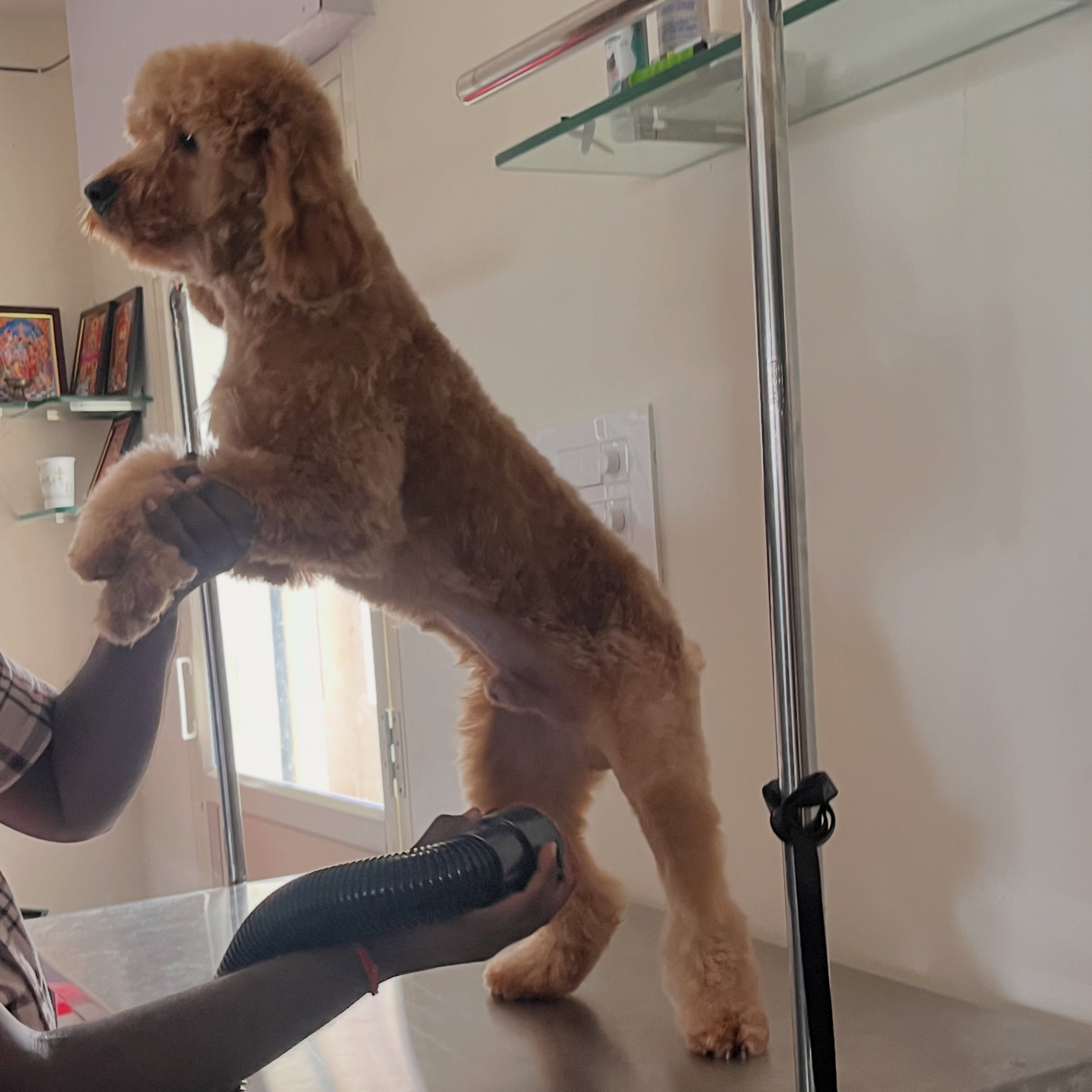 A poodle mid-groom, being gently blow-dried at Usha Veterinary Hospital